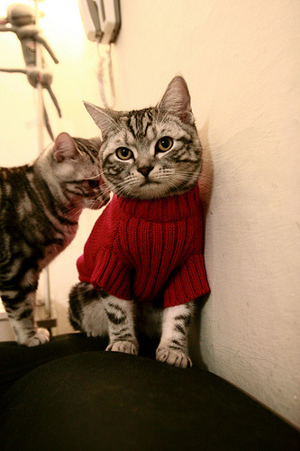 福克斯末节封神,北京队惊天逆转冲垮马刺!