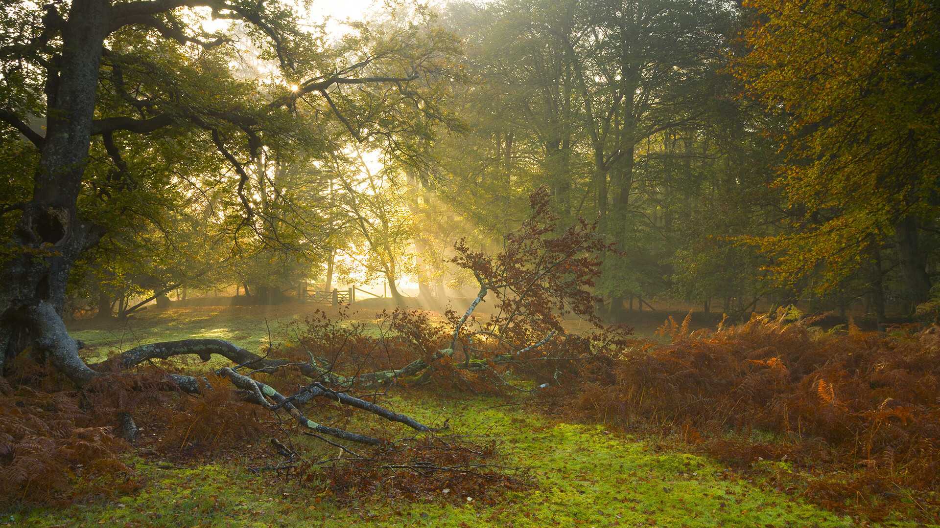 开云平台-俱乐部之火与国家荣耀，当阿森纳的种子在美加墨绽放