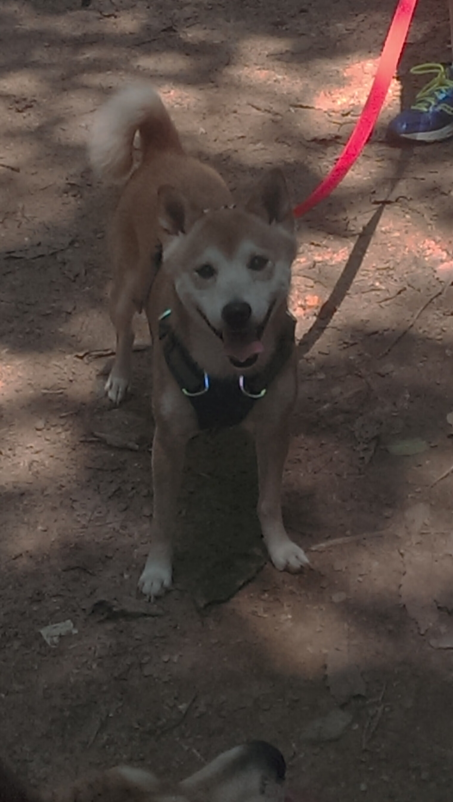 开云体育下载-绿茵启示录，基耶萨的利刃与委内瑞拉的熔炉
