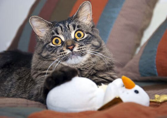 征服者与被征服者,当玻利维亚末节风暴掀翻荷兰战车