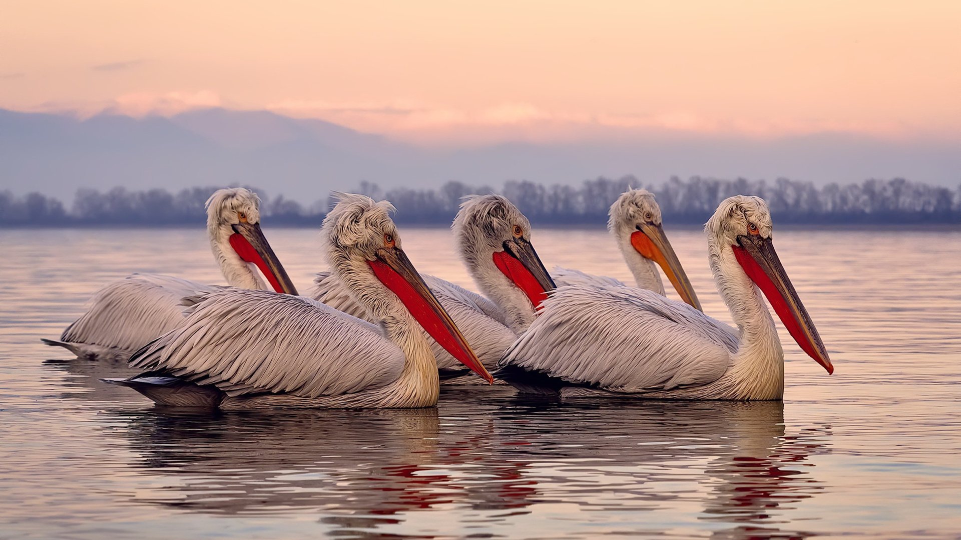 开云体育入口-球场上的隐喻，厄德高如何以一己之力掌控全局