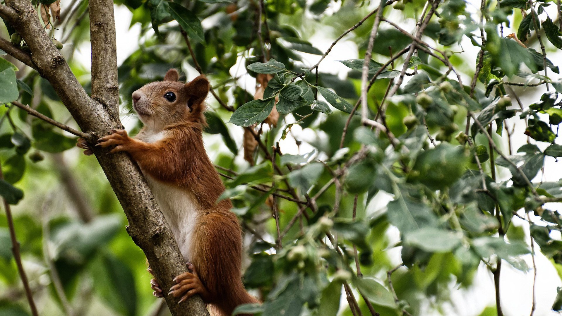 开云体育官网-势不可挡！多特蒙德横扫突尼斯，奥利维耶一锤定音成就晋级传奇