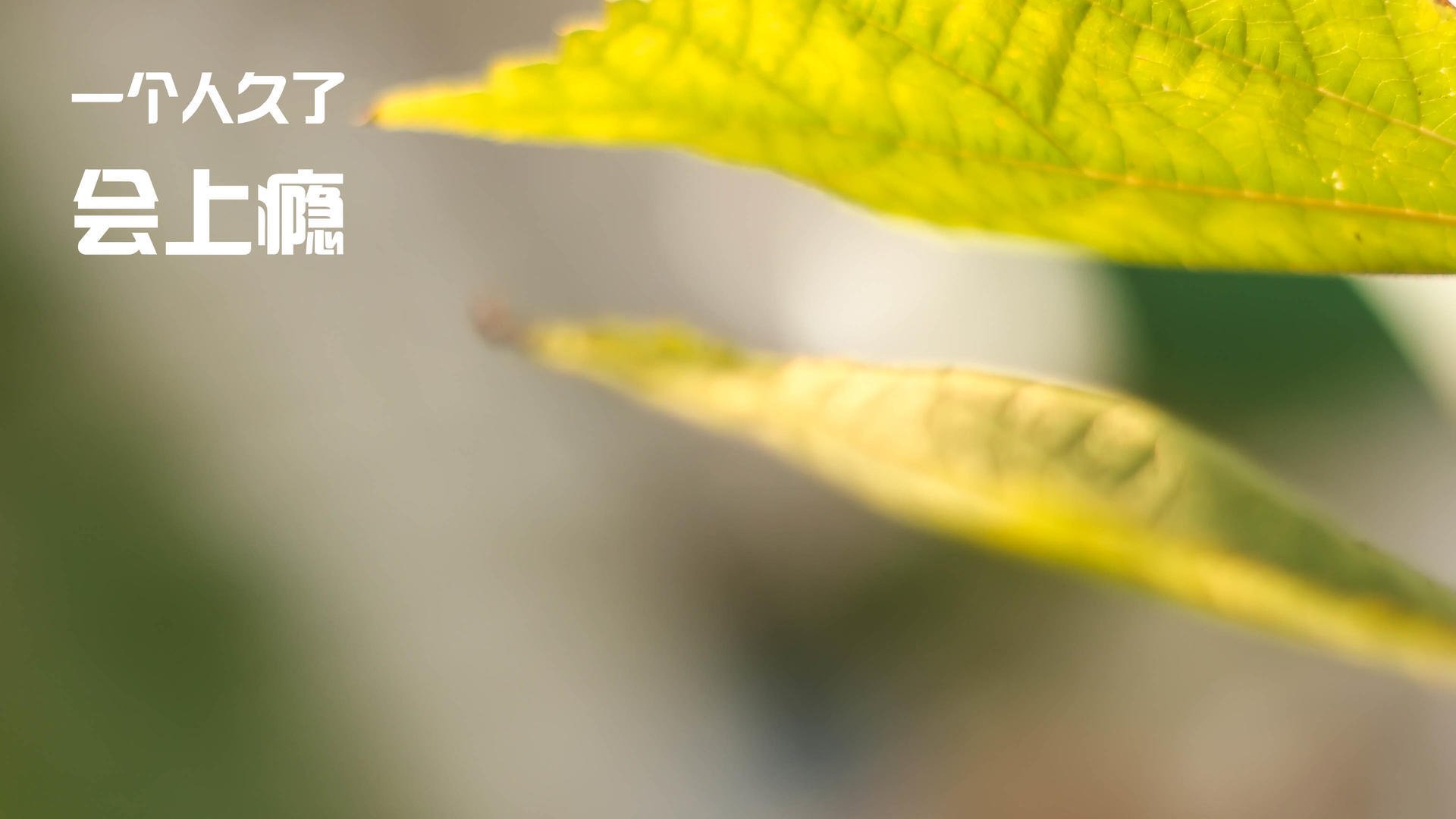 独舞者的悲歌,当内马尔的魔法撞上委内瑞拉的铁幕