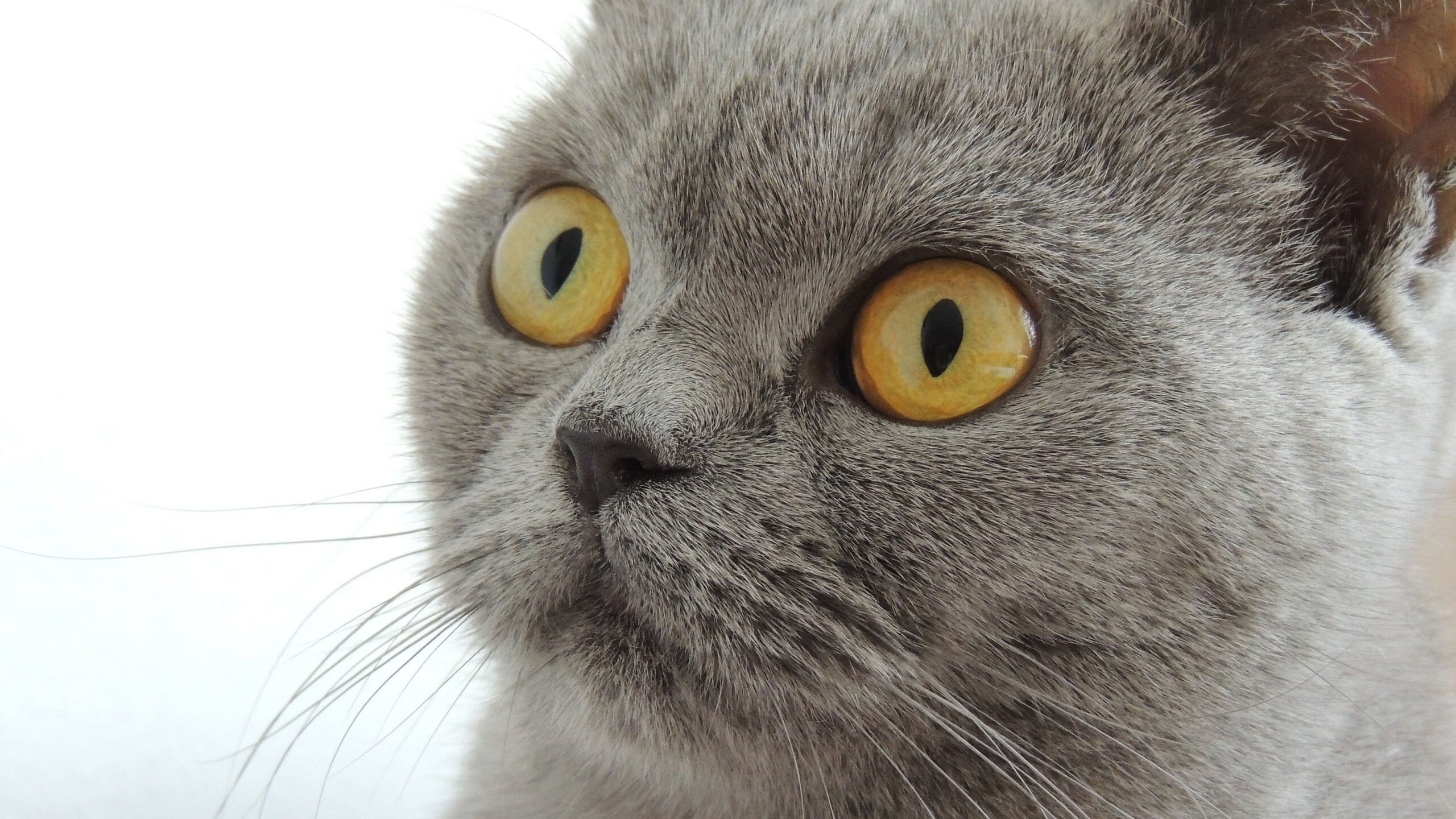 开云平台-新王登基！拉文爆发率开拓者关键战击溃国王，争冠之路豁然开朗