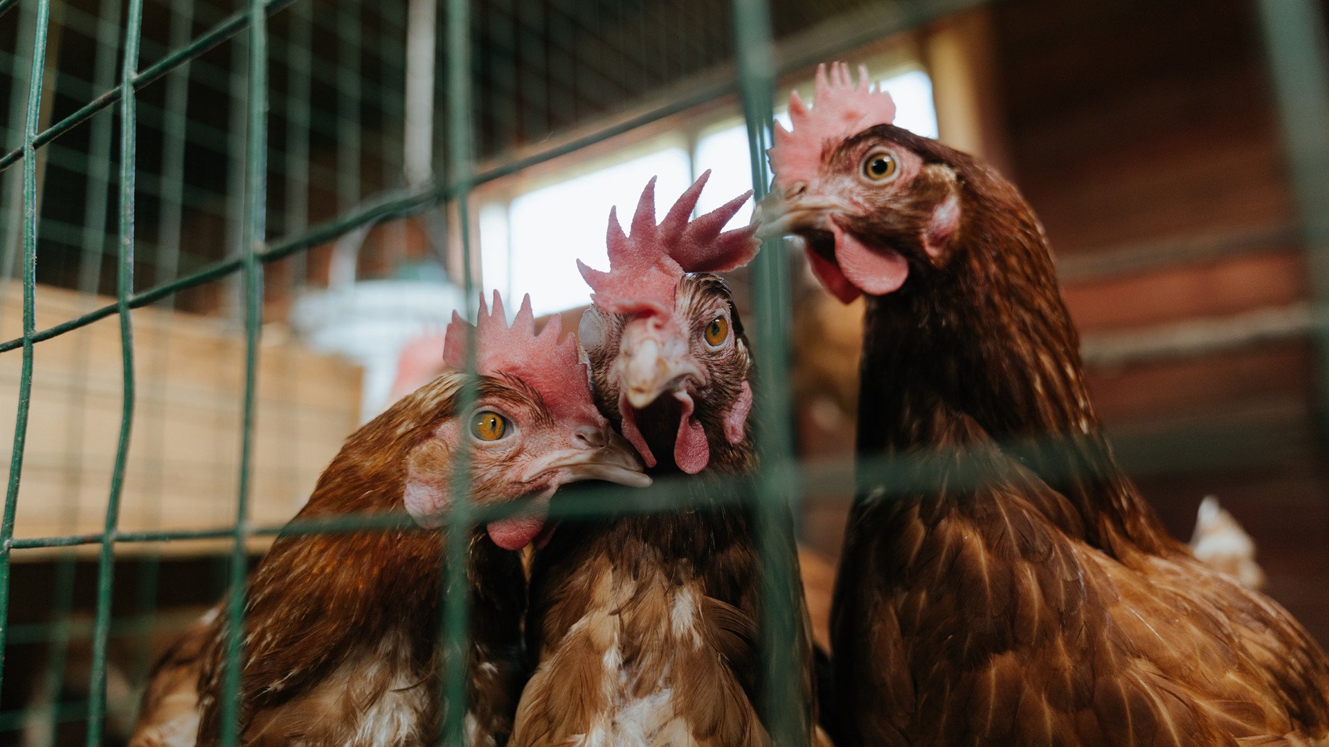 无解西亚卡姆狂飙难救主,马刺团队发力险胜独行侠