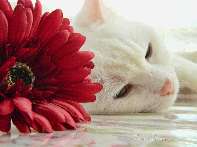 跨越边界的掌控艺术,当拜仁节奏遇见日本美学与篮球的终极接管