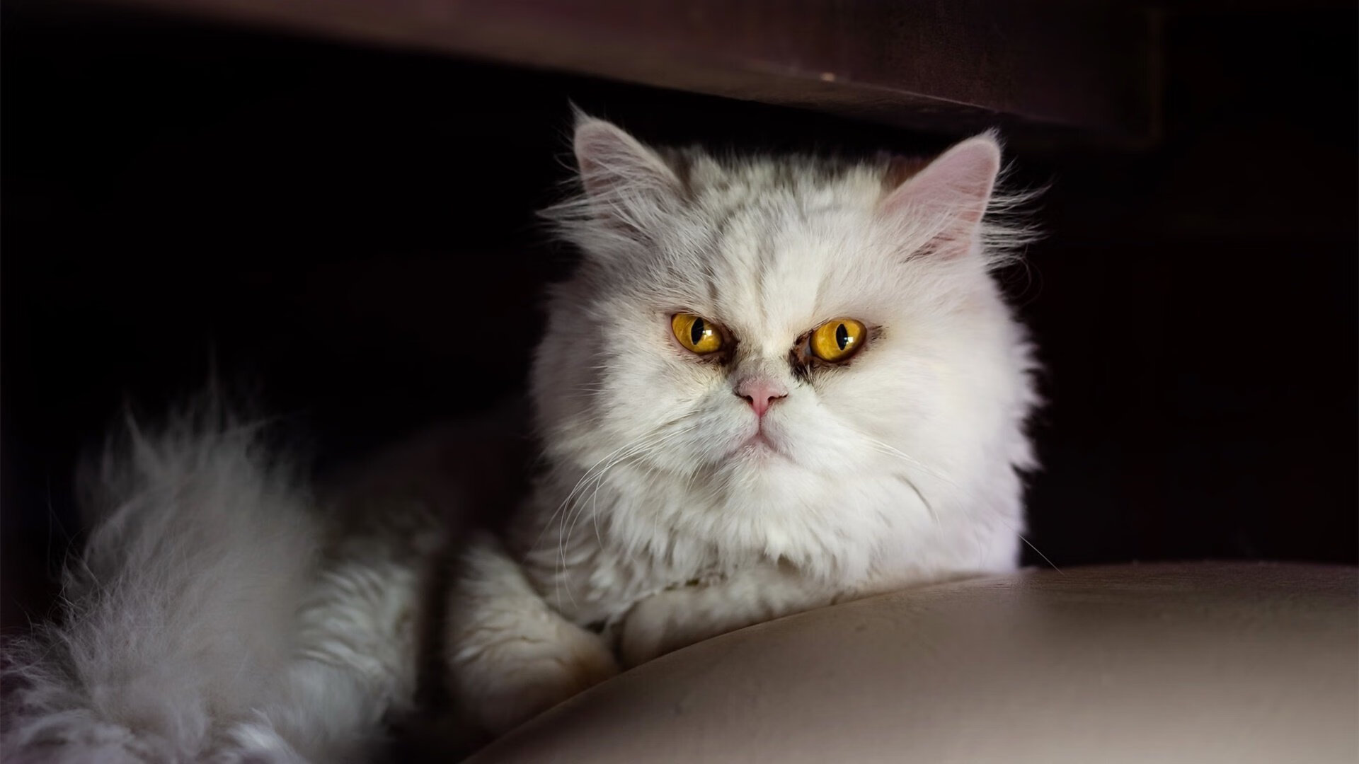 德罗赞狂飙30+率队逆袭，活塞第三节一波流击溃广东队