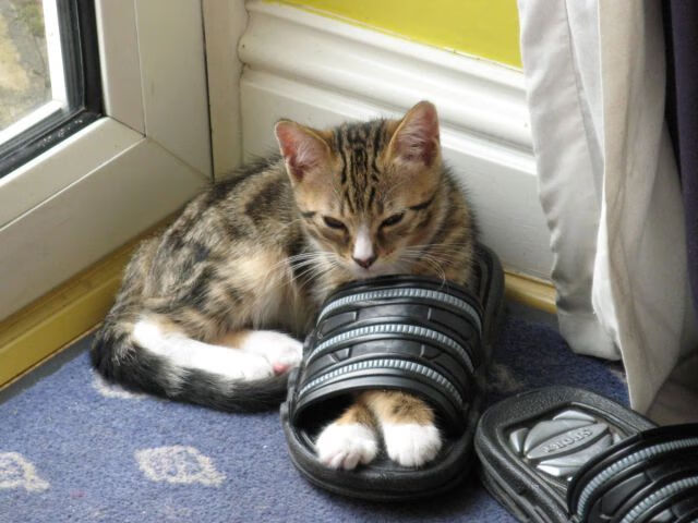 开云官网-卡塔尔险胜威尔士，一场为2026写下的序章，哈兰德的接管已开始倒数