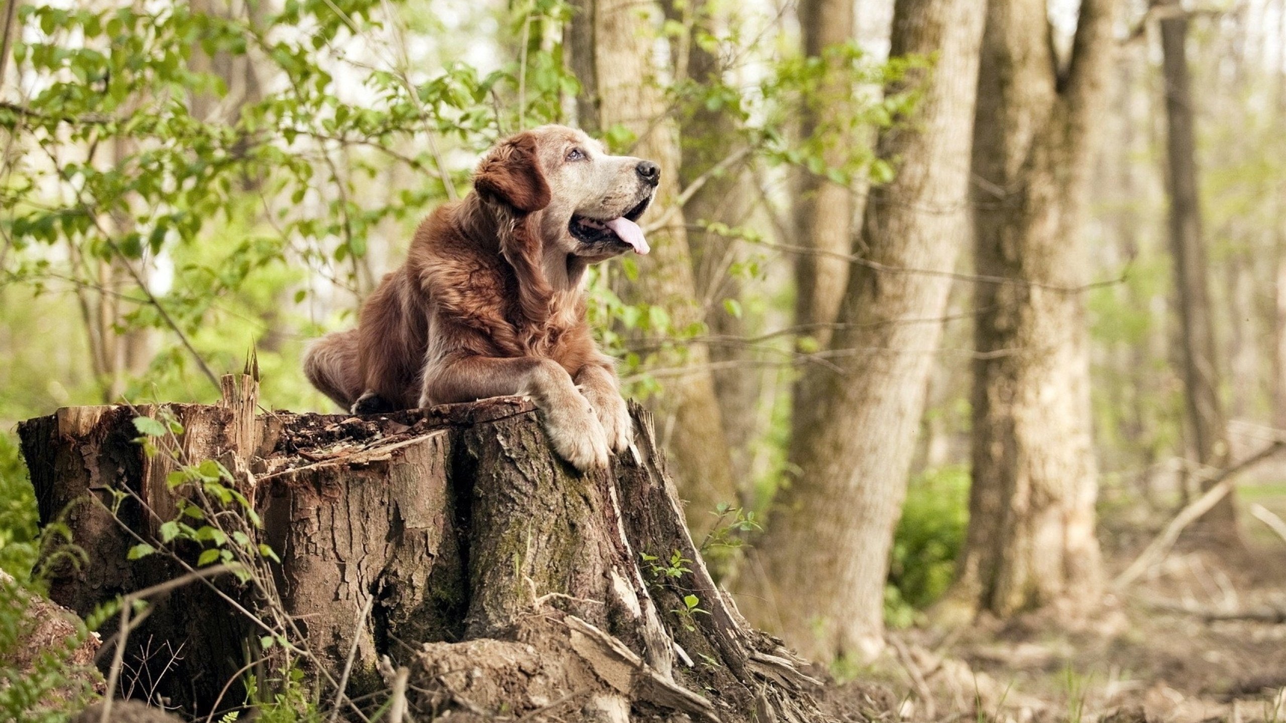 跨越大陆的足球对话,当三笘薰的东方魔法照亮瑞典与墨西哥的战术夜空