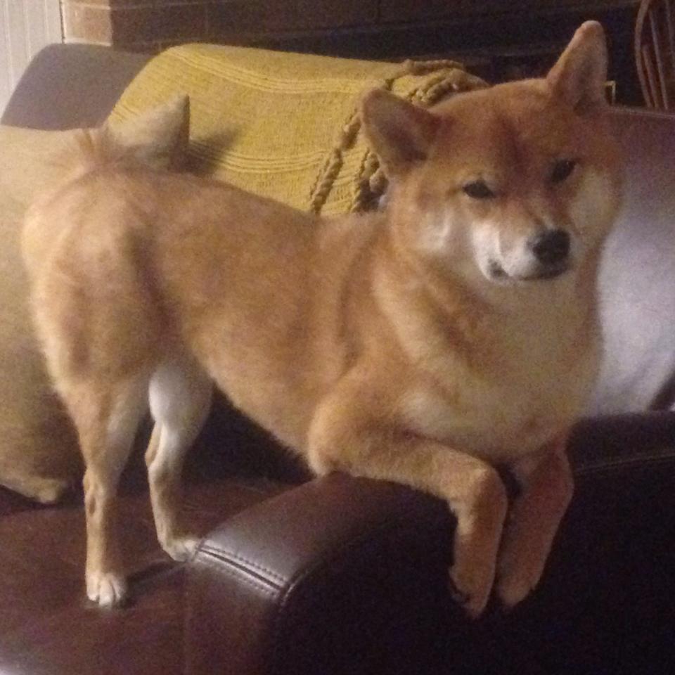 凯恩爆发引领攻势风暴，荷兰巅峰对决战中热刺力克拜仁