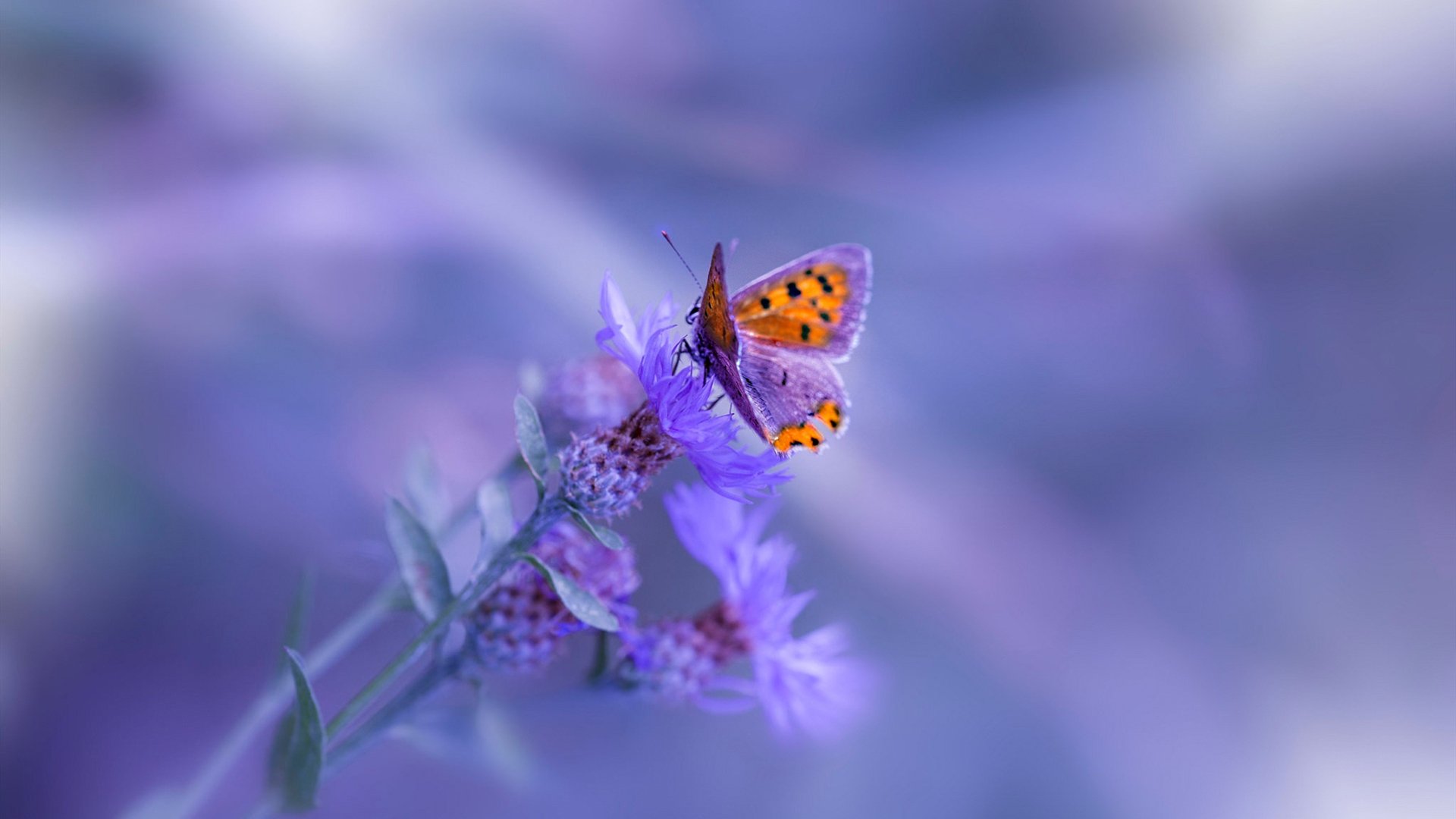 铁血活塞强压撕裂之城,西亚卡姆空砍高光难救主