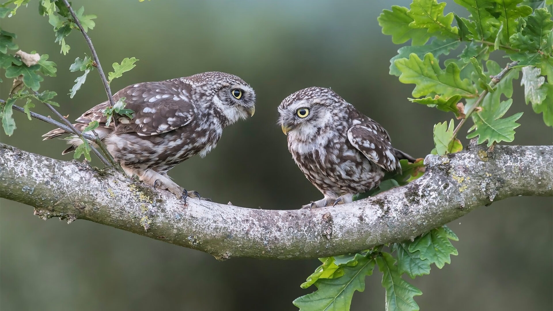 开云下载-篮网激战爵士，哈利伯顿赛后评分拉满，全能表现引爆联盟热议