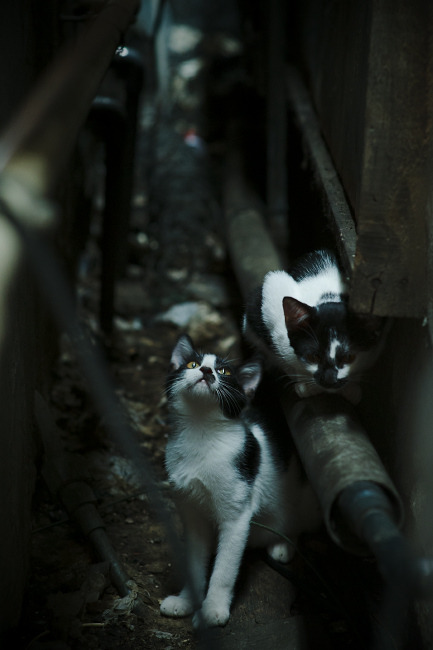 冷焰焚城，季后赛夜，杰伦·格林无人可挡的进攻风暴