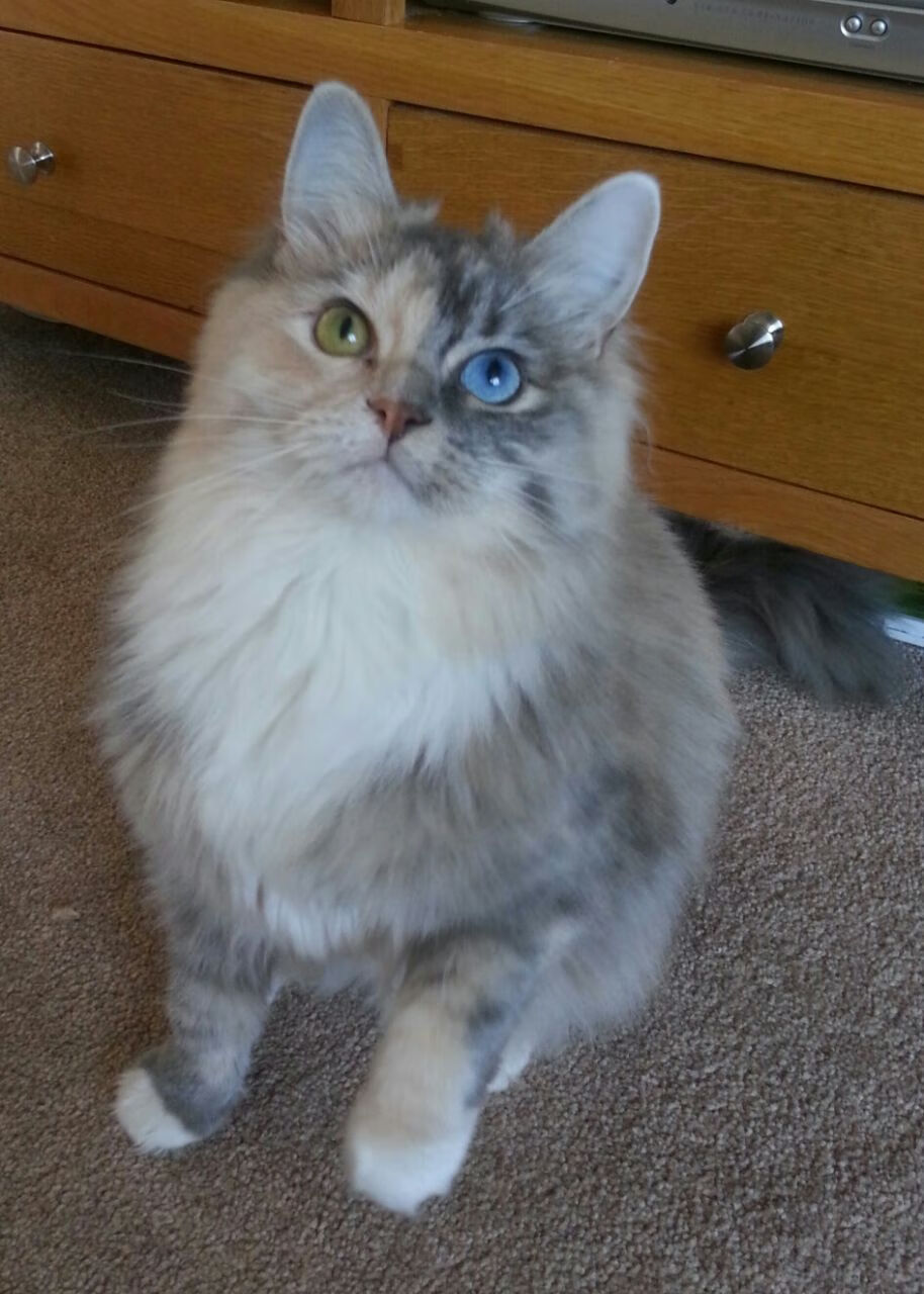 NBA总决赛焦点战,马里全面压制爱尔兰的战术奇迹