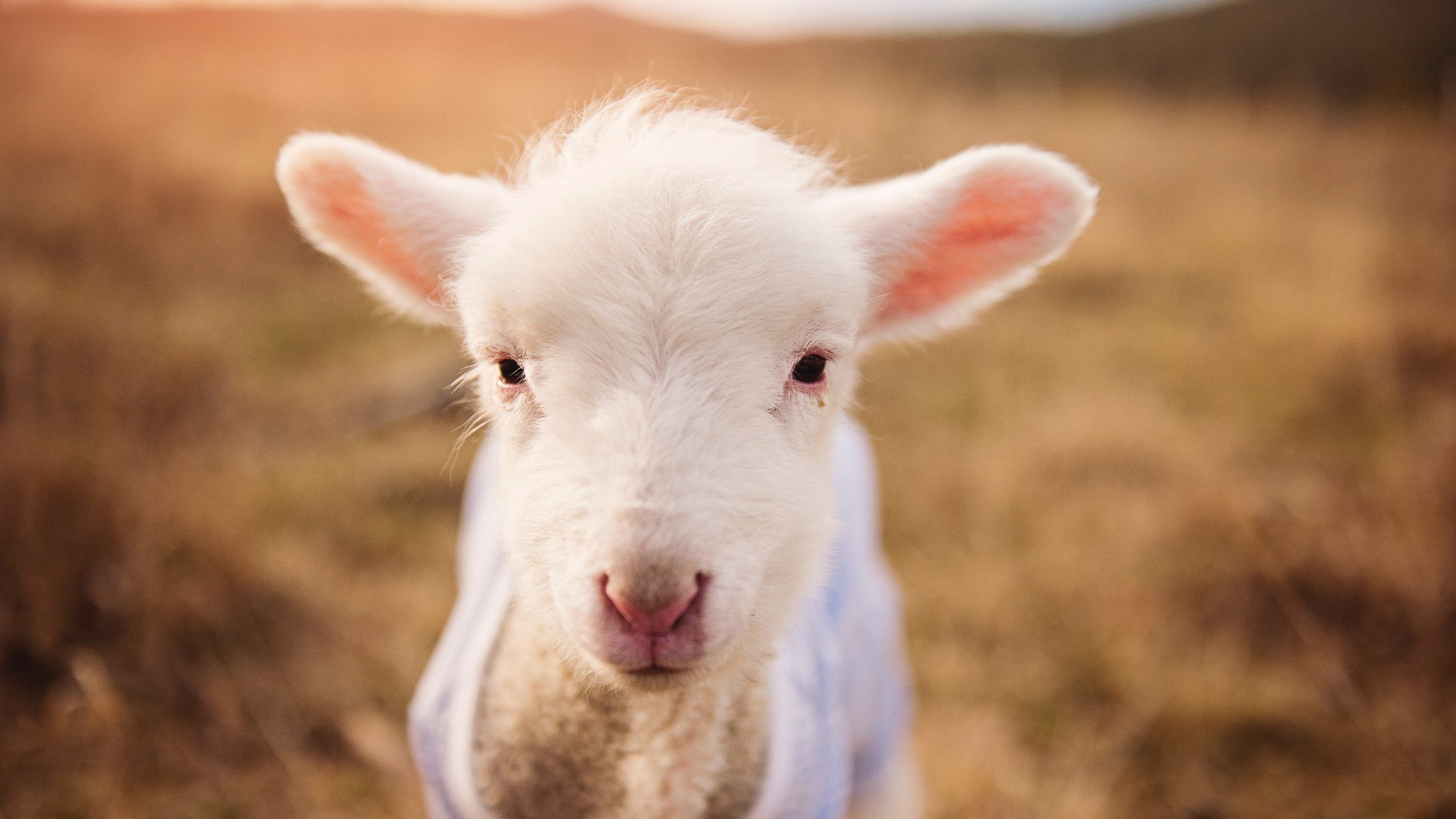 年度焦点之战,魔术末节逆袭,带走篮网胜利